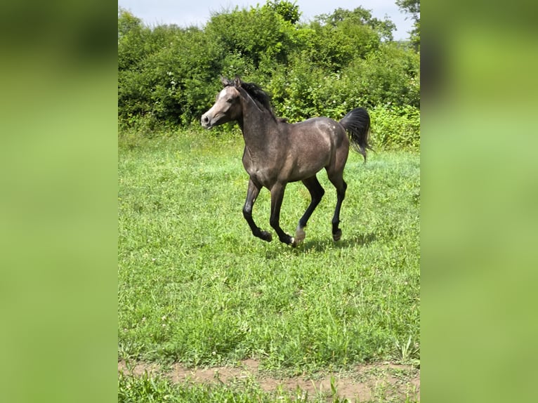 Arabian horses Stallion 2 years 14.2 hh Grey in Cerina