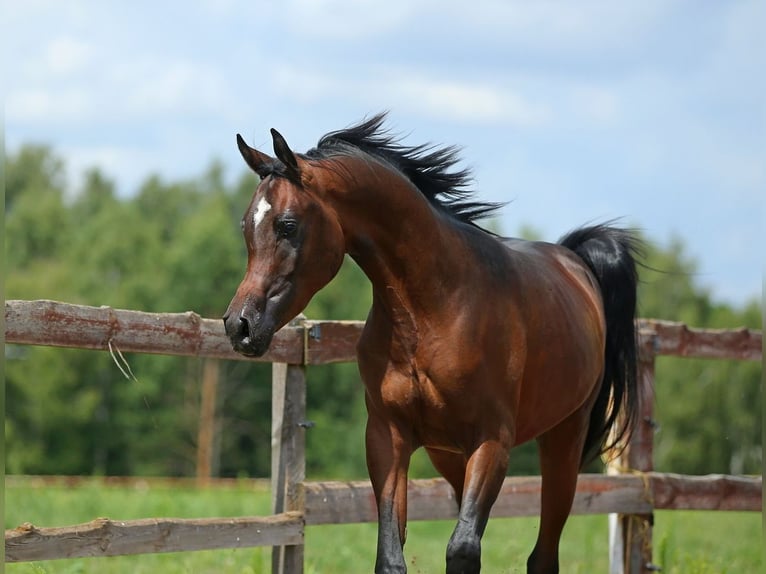 Arabian horses Stallion 2 years 14,3 hh Bay in WOLA LOKOTOWA