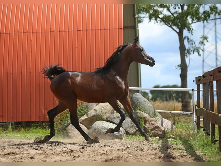 Arabian horses Stallion 2 years 14,3 hh Bay in WOLA LOKOTOWA