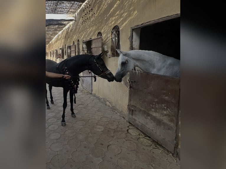 Arabian horses Stallion 2 years 14.3 hh Black in Egypt Giza