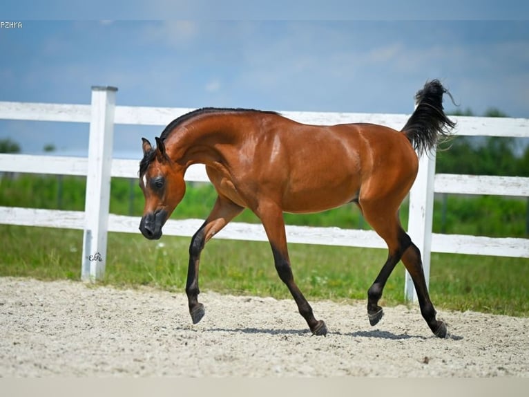 Arabian horses Stallion 2 years 14,3 hh Brown in Leutershausen