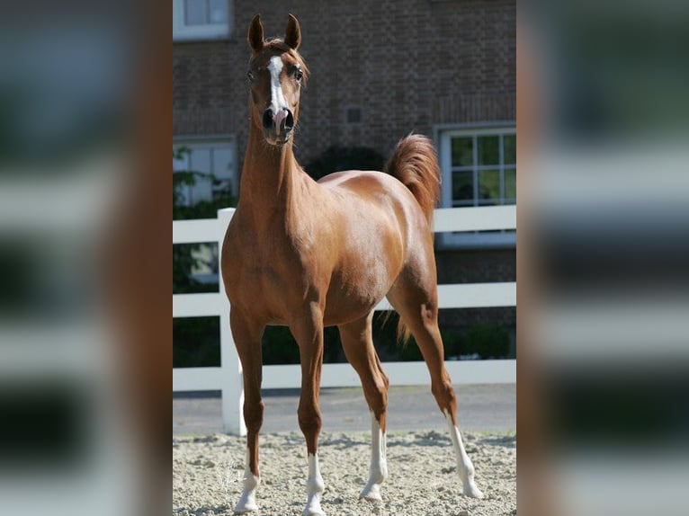 Arabian horses Stallion 2 years 14,3 hh Chestnut in Düren