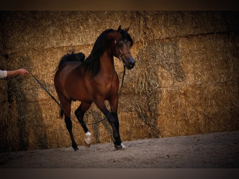 Arabian horses Stallion 2 years 14,3 hh Chestnut in Düren