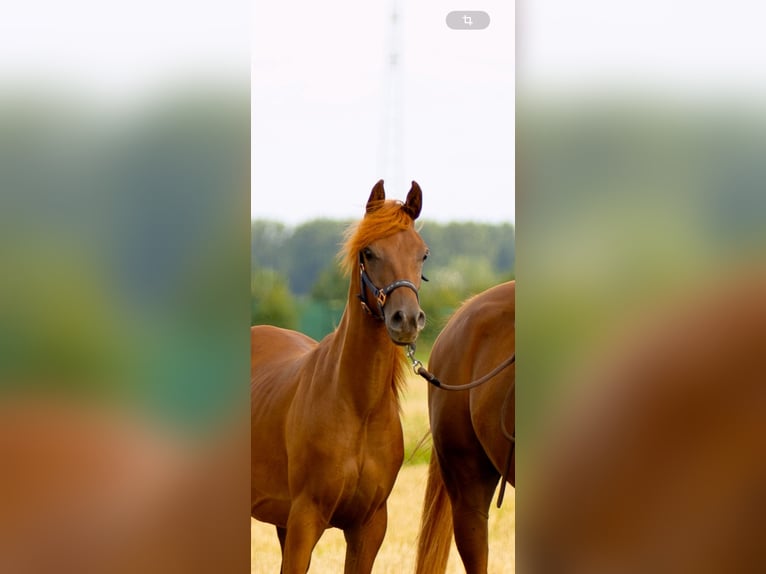 Arabian horses Stallion 2 years 14.3 hh Chestnut in Duisburg