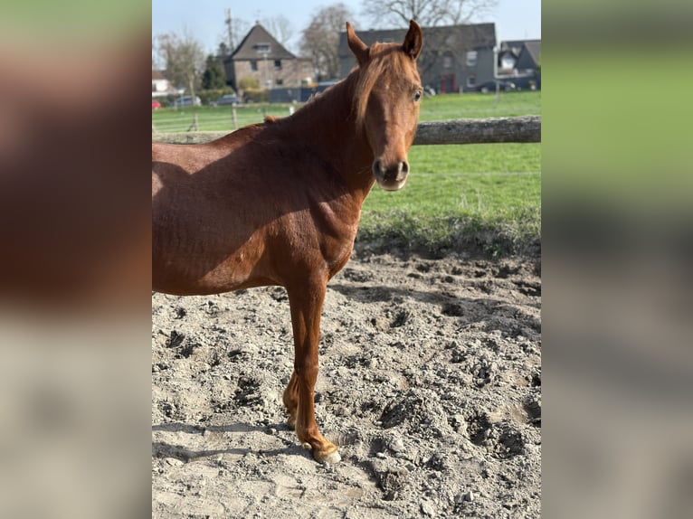 Arabian horses Stallion 2 years 14.3 hh Chestnut in Duisburg