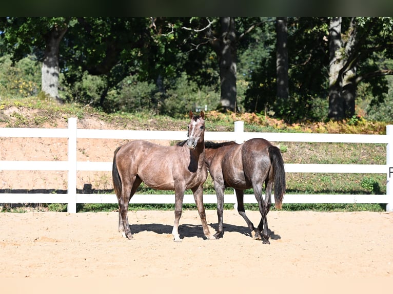 Arabian horses Stallion 2 years 14 hh Gray in Jovariškės