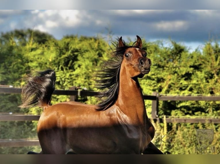 Arabian horses Stallion 2 years 14,1 hh Brown in Uddel