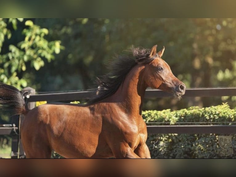 Arabian horses Stallion 2 years 14,1 hh Brown in Uddel