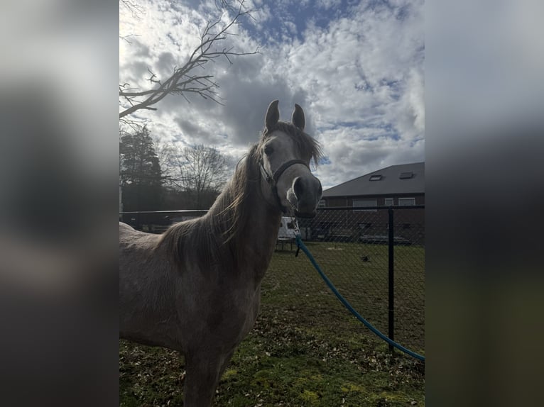 Arabian horses Stallion 2 years 14,1 hh Grey-Red-Tan in Zonhoven