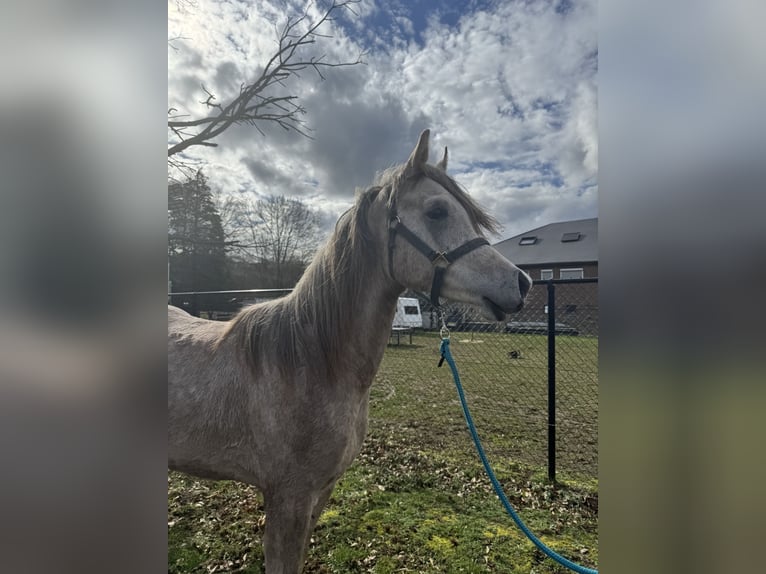 Arabian horses Stallion 2 years 14,1 hh Grey-Red-Tan in Zonhoven