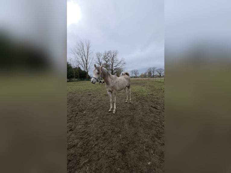 Arabian horses Stallion 2 years 14,1 hh Grey-Red-Tan in Zonhoven