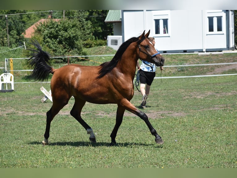 Arabian horses Stallion 2 years 14,2 hh Bay in Izsofalva