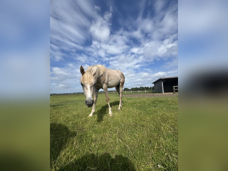 Arabian horses Stallion 2 years 14,2 hh Can be white in Bleckede