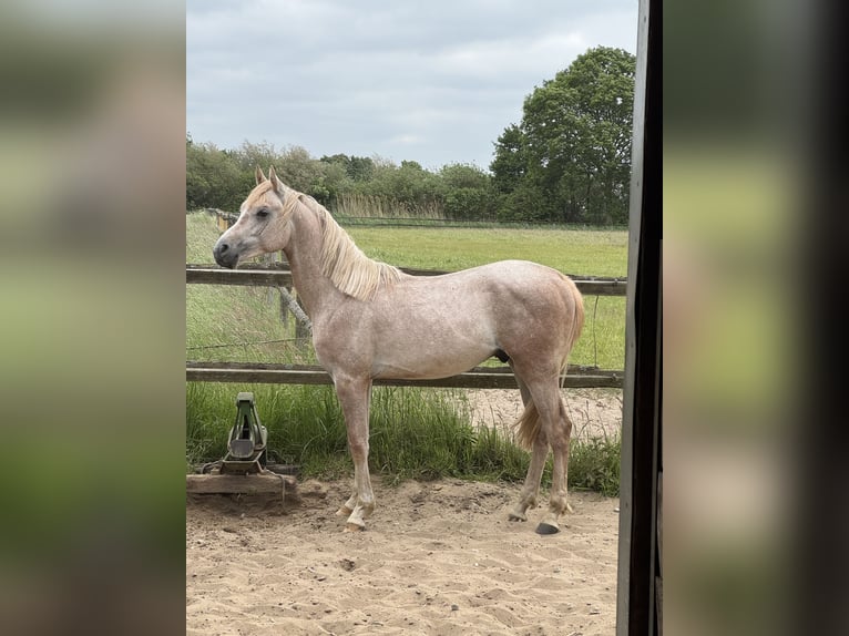 Arabian horses Stallion 2 years 14,2 hh Can be white in Bleckede
