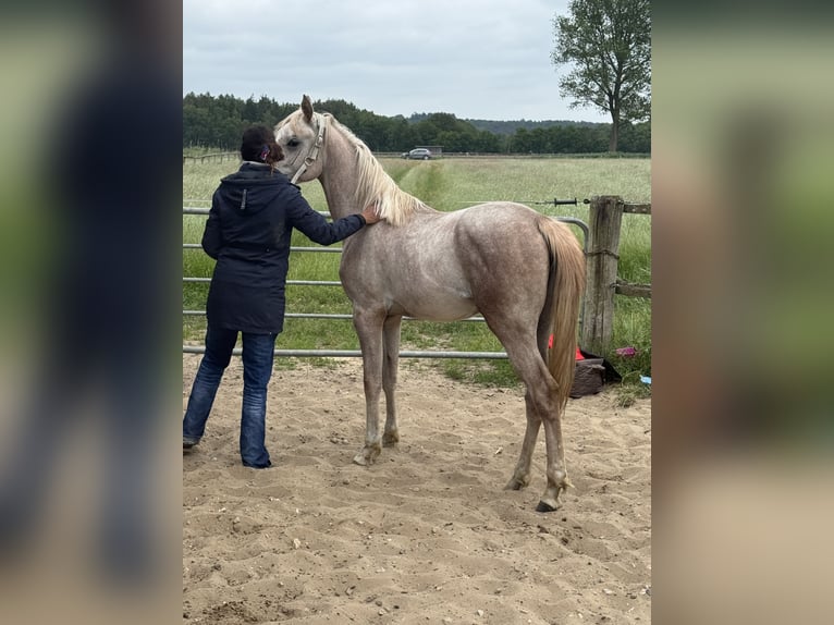 Arabian horses Stallion 2 years 14,2 hh Can be white in Bleckede
