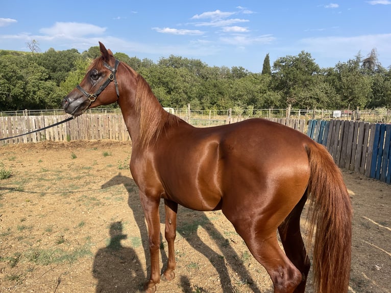 Arabian horses Stallion 2 years 14,2 hh Chestnut-Red in Magalas