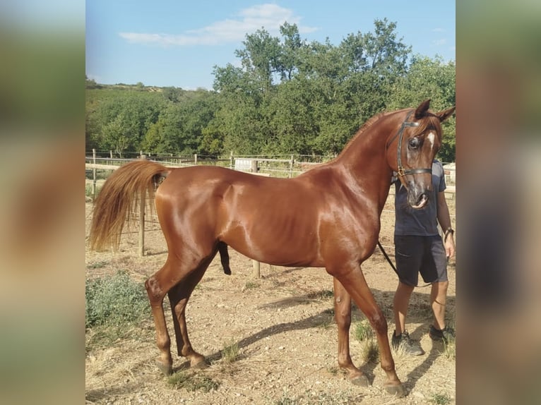 Arabian horses Stallion 2 years 14,2 hh Chestnut-Red in Magalas