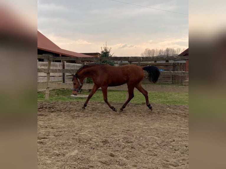 Arabian horses Stallion 2 years 14,3 hh Bay in Tarn&#xF3;w