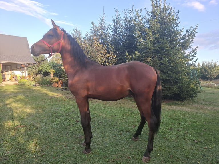 Arabian horses Stallion 2 years 14,3 hh Brown in Sobiekursk