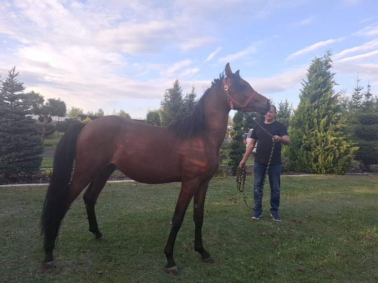 Arabian horses Stallion 2 years 14,3 hh Brown in Sobiekursk