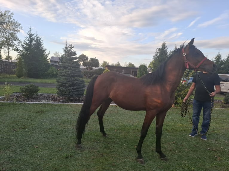 Arabian horses Stallion 2 years 14,3 hh Brown in Sobiekursk