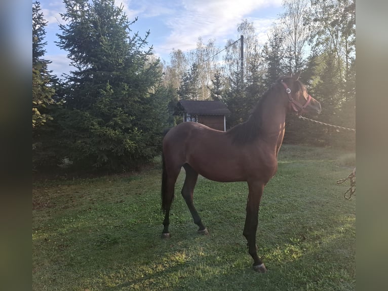Arabian horses Stallion 2 years 14,3 hh Brown in Sobiekursk