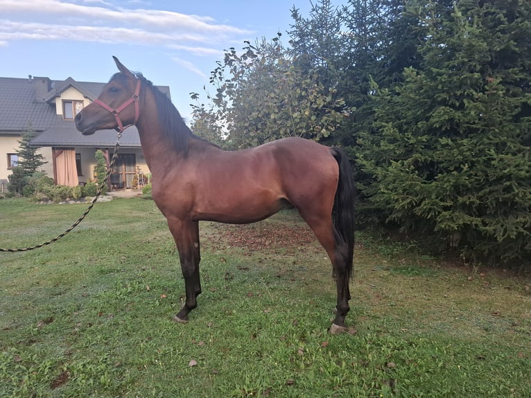 Arabian horses Stallion 2 years 14,3 hh Brown in Sobiekursk