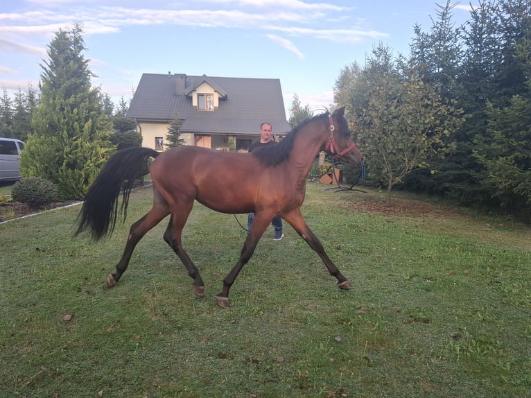 Arabian horses Stallion 2 years 14,3 hh Brown in Sobiekursk