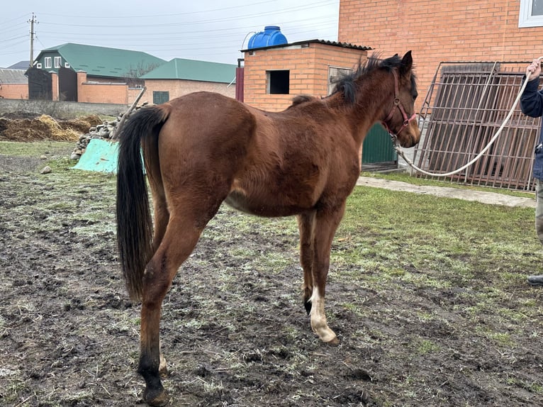 Arabian horses Stallion 2 years 14,3 hh Chestnut in Нестеровская