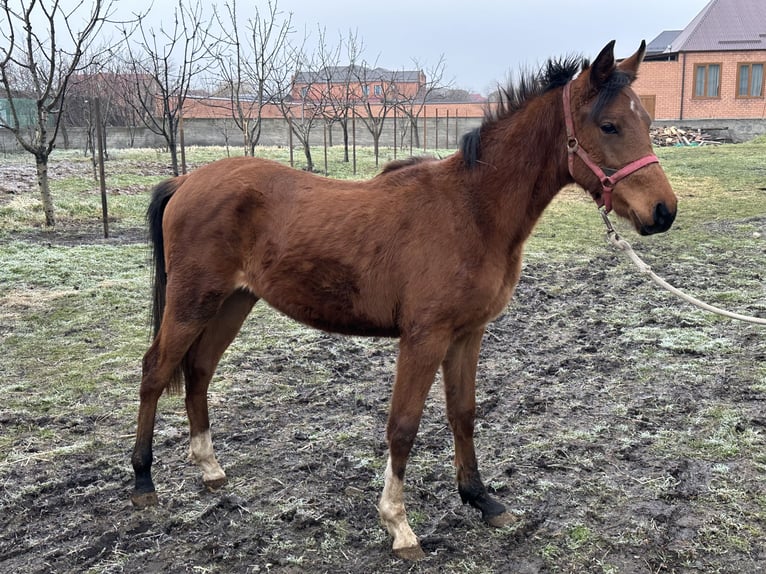Arabian horses Stallion 2 years 14,3 hh Chestnut in Нестеровская