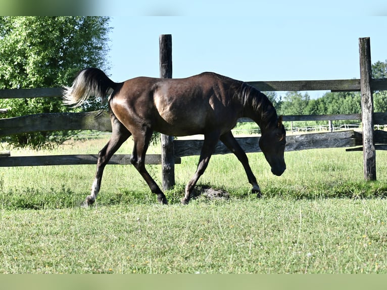 Arabian horses Stallion 2 years 14,3 hh Chestnut in HALIN&#xD3;W