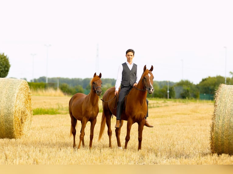 Arabian horses Stallion 2 years 14,3 hh Chestnut in Duisburg