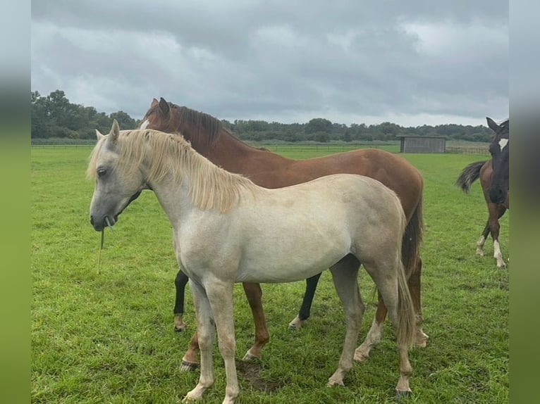 Arabian horses Stallion 2 years 14,3 hh in BleckedeBleckede