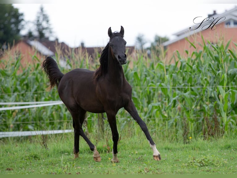 Arabian horses Stallion 2 years 15,1 hh Black in Hagendorn