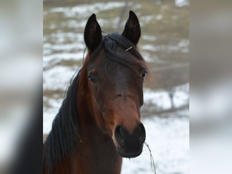 Arabian horses Stallion 2 years 15,1 hh Brown in Koprivnica