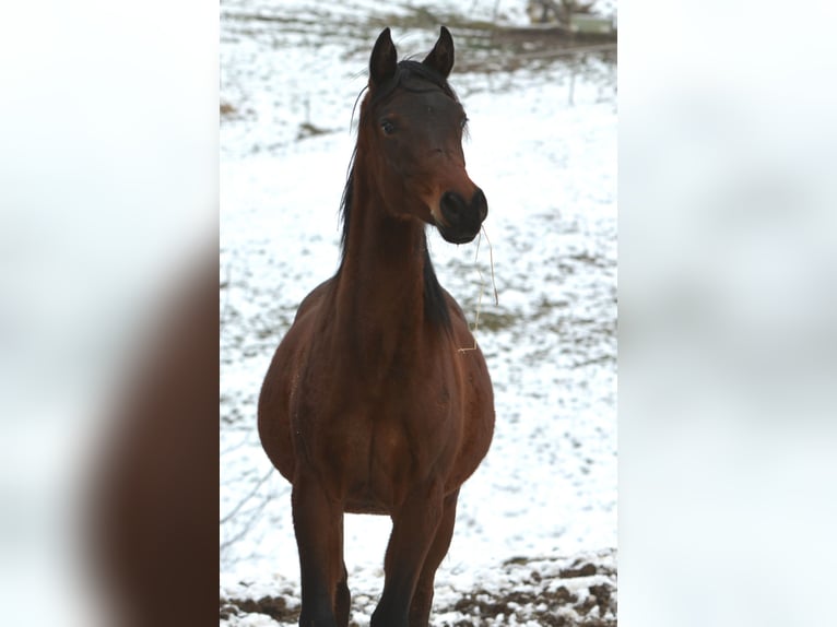 Arabian horses Stallion 2 years 15,1 hh Brown in Koprivnica