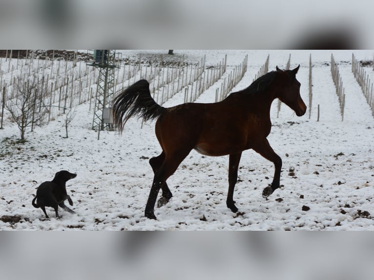 Arabian horses Stallion 2 years 15,1 hh Brown in Koprivnica