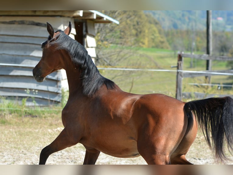 Arabian horses Stallion 2 years 15,1 hh Brown in Koprivnica