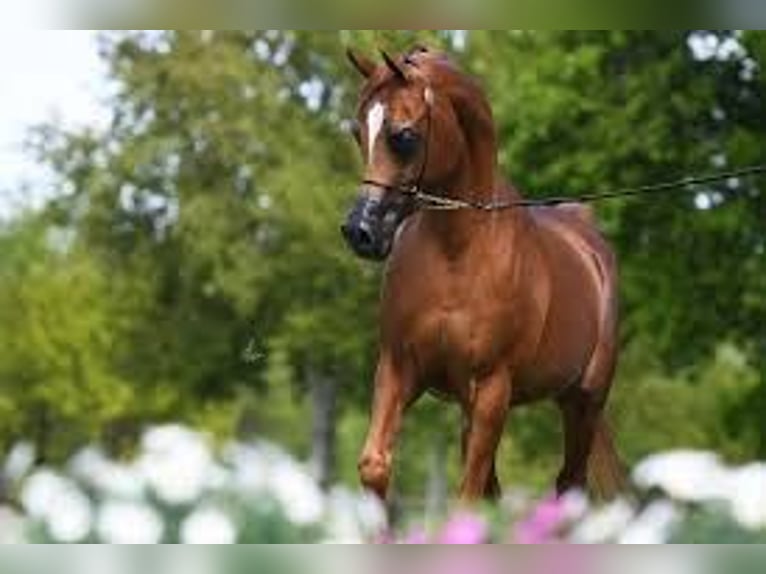 Arabian horses Stallion 2 years 15,1 hh Chestnut-Red in Lollar