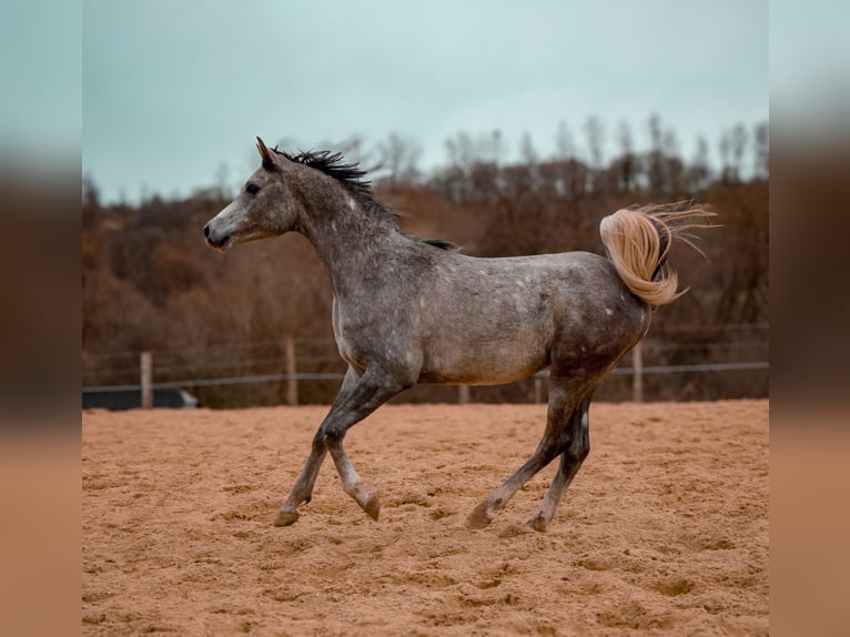 Arabian horses Stallion 2 years 15,1 hh Gray-Dapple in Mussy