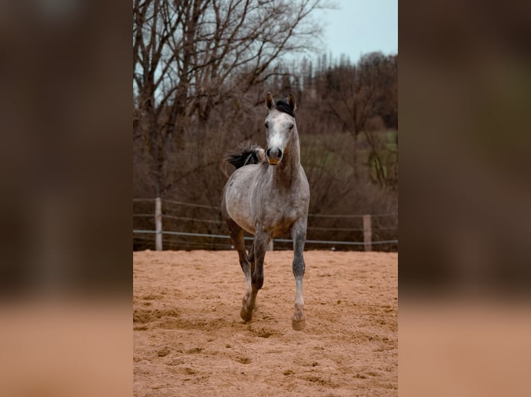 Arabian horses Stallion 2 years 15,1 hh Gray-Dapple in Mussy