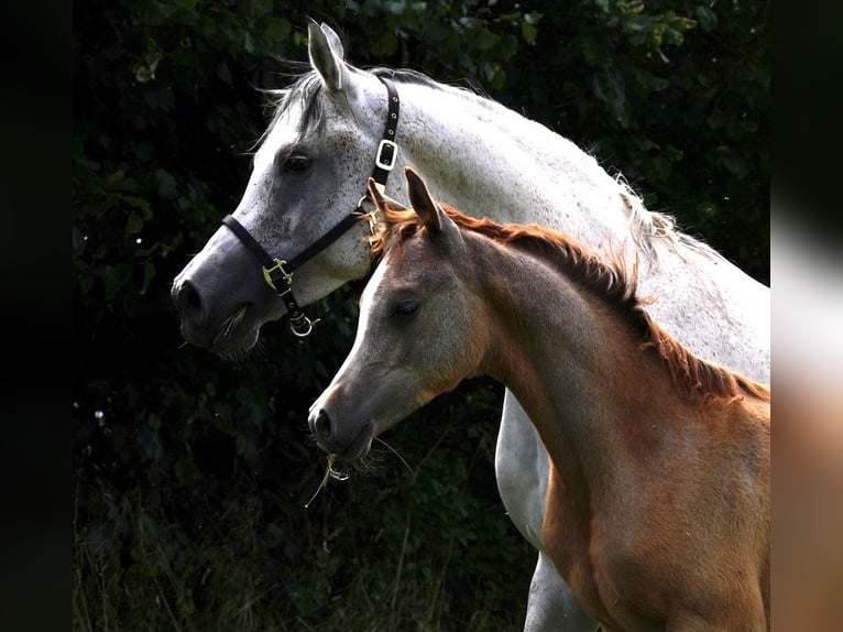 Arabian horses Stallion 2 years 15,1 hh Gray in Gemünden (Felda)