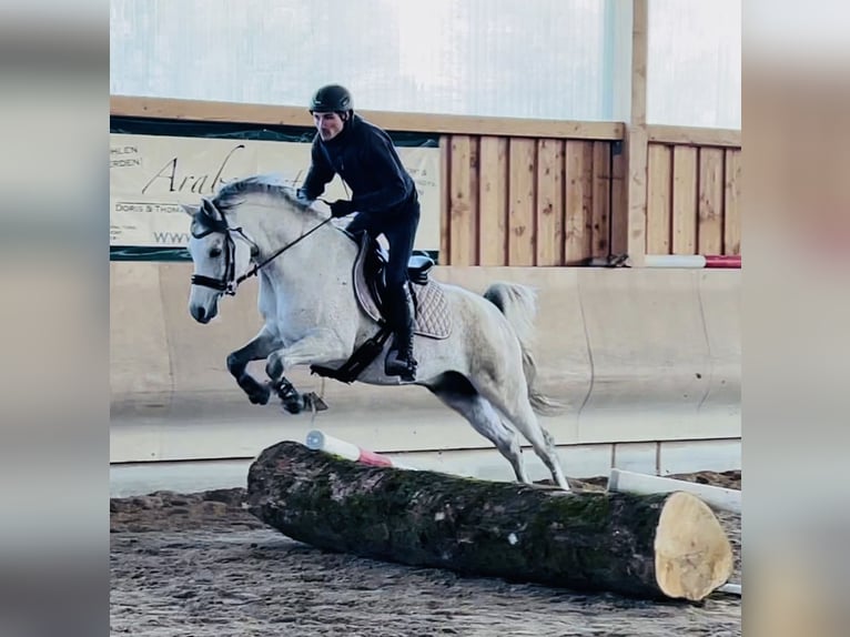 Arabian horses Stallion 2 years 15,1 hh Gray in Gemünden (Felda)