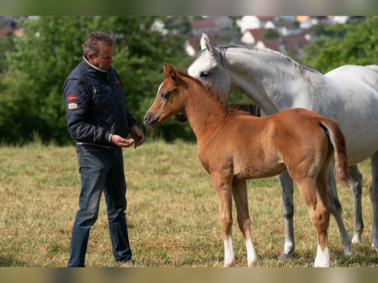 Arabian horses Stallion 2 years 15,1 hh Gray in Gemünden (Felda)