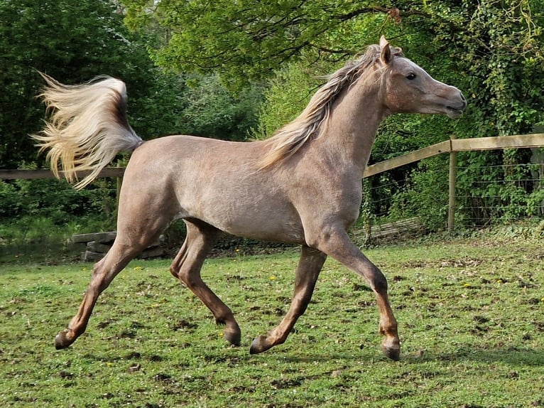 Arabian horses Stallion 2 years 15,1 hh Gray-Fleabitten in Boutersem