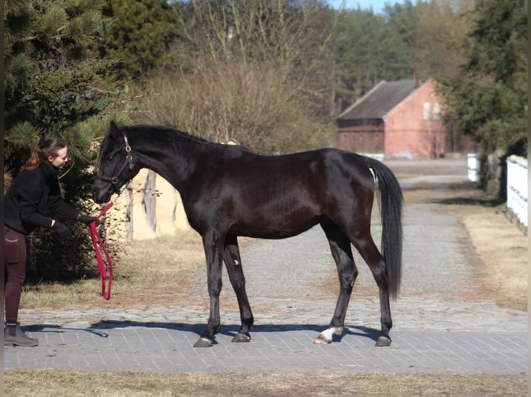 Arabian horses Stallion 2 years 15.2 hh Black in Santok