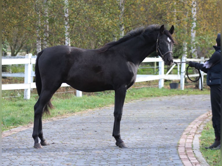 Arabian horses Stallion 2 years 15.2 hh Black in Santok