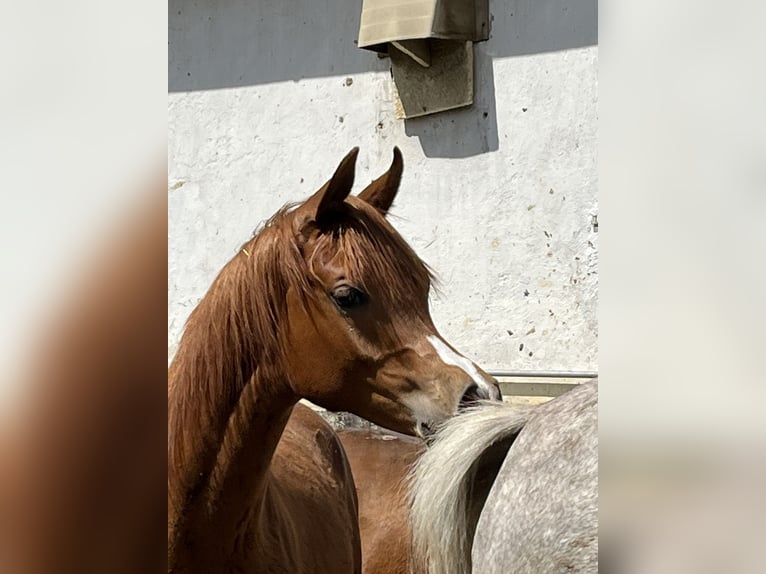 Arabian horses Stallion 2 years 15,2 hh Chestnut-Red in Villenbach