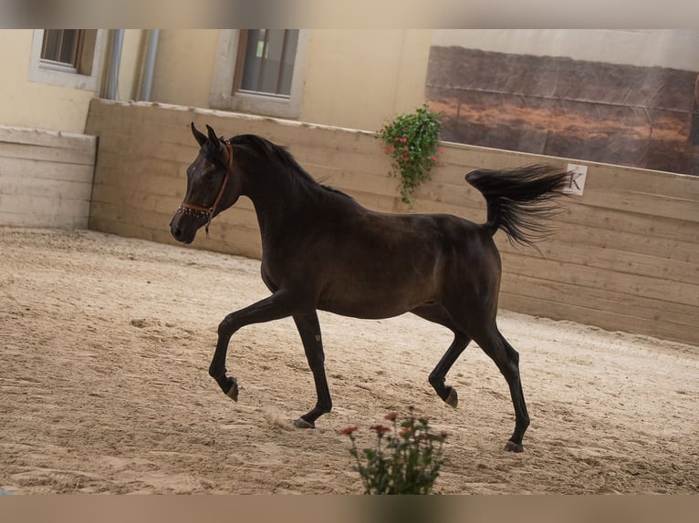 Arabian horses Stallion 2 years 15 hh in Koprivnica