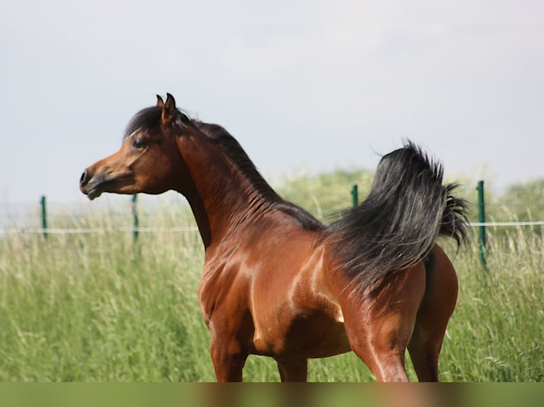 Arabian horses Stallion 2 years 15 hh Brown in BELOEIL